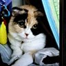 マフモフ profil fotoğrafı
