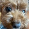 まやふぃーるど profil fotoğrafı