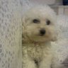 Mazzone Franca's profile picture