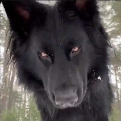 好灵狗's profile picture