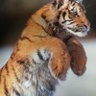 Profilbild von TigerJohn123