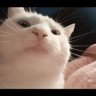 RichestHomieLucas's profile picture