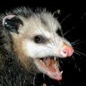 Hagazussa's profile picture