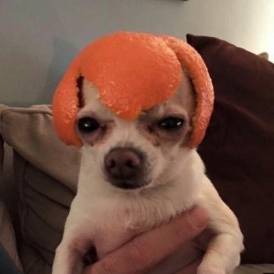 콘이's profile picture