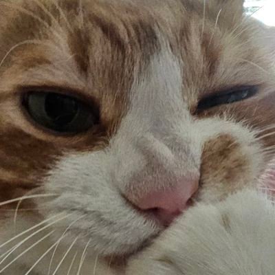 ben_gumayusi's profile picture