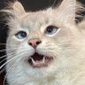 Profilbild von Rowdy Clyde