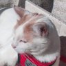 AJ profil fotoğrafı