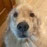 Biscuit!🦴 的头像