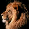 Фото профиля Leão Sincero