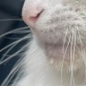 ( Ꙭ)ｼﾗｯｽ profil fotoğrafı