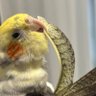 Фото профиля オカメインコのコボくん