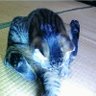 蒼猫 profil fotoğrafı
