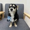 チワックスのまろ🐾 的头像
