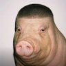 Profilbild von 习猪头