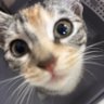 meowmeow profil fotoğrafı