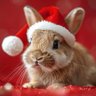 Profilbild von Bunny 🐰