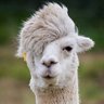 SWAZZyMODoE_ profil fotoğrafı