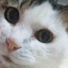 きな's profile picture