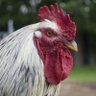 Bucky Tesla 🐓 的头像