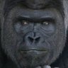 Profilbild von Вангул