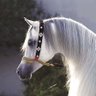 نوف profil fotoğrafı