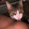 Фото профиля my||buka jasa cat sitter