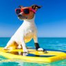 Фото профиля SurfDog