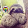anxious sloth 的头像