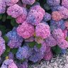 Profilbild von Cosmic Flora