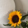 ꨄ profil fotoğrafı