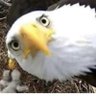 Birdjitsu 🇺🇸 profil fotoğrafı