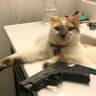 Gatcat69's profile picture