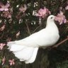 Profilbild von نَوْره عَبدالله ❥