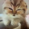 荷塘月色 Yuky's profile picture