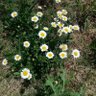 Profilbild von CanOfRedDirt