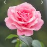 Red 🌹 Rose's profil fotoğrafı