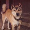 柴犬ジョン's profile picture