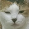 Profilbild von Once An OddJay