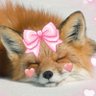 Profilbild von 🎀 Vixie 💞