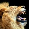 MauMauUprising profil fotoğrafı