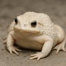 Фото профиля white toad