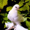 احمد الغامدي profil fotoğrafı