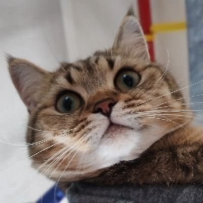 jaizerealreal's profile picture