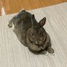 Фото профиля うさぎのがんも🐰🌈