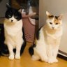 Фото профиля ゆずジャック