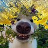 AunfaFah〔🚌BUS🚌〕's profile picture