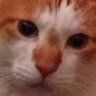 Profilbild von NEKOSAN（しばらくポストしません）