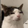Amplifire ࿗'s profile picture