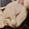 ぶちゃん profil fotoğrafı