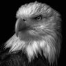 🦅 的头像